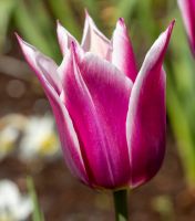 Tulip Lily Flowered Claudia